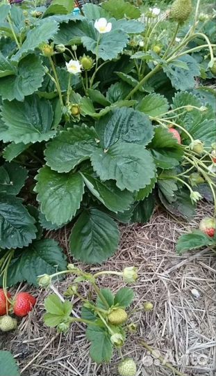 Рассада клубника ремонтантная