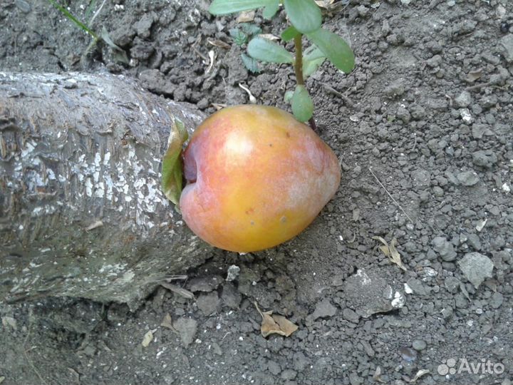 Саженцы слива