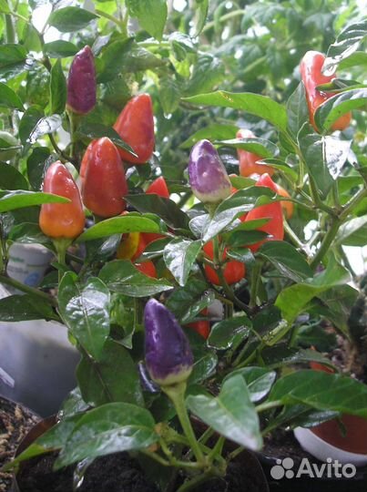 Излишки семян комнатных перцев и томатов