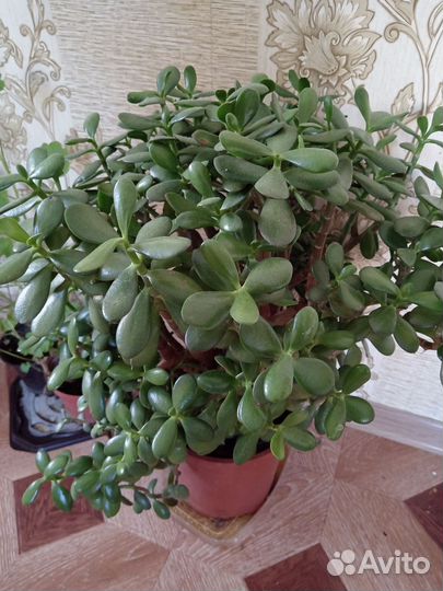 Денежное дерево