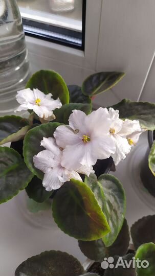 Цветы домашние и садовые