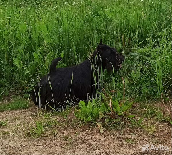 Скотч-терьер