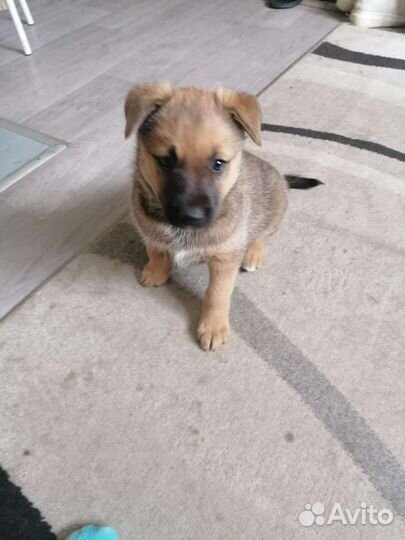 Щенок лайки девочка в добрые руки