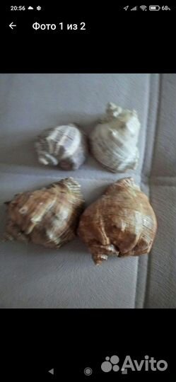 Морские ракушки