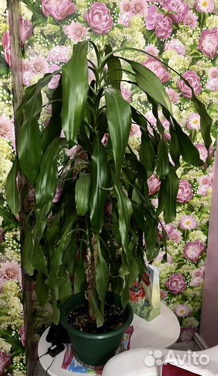 Пальма Драцена