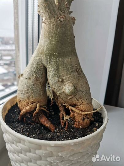 Адениум Thai socotranum