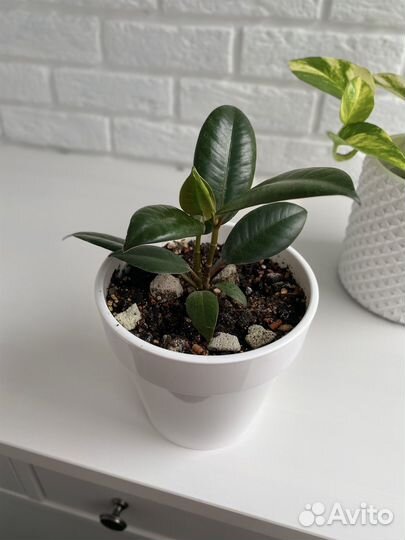 Фикус эластика Абиджан, цветы для дома и офиса