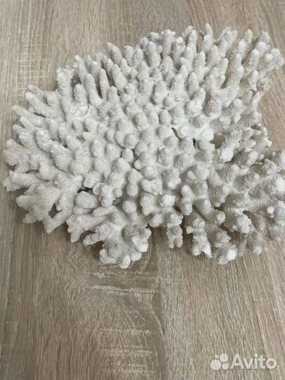 Морские кораллы