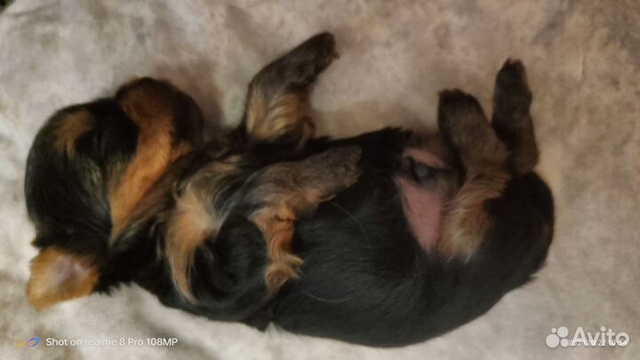 Йоркширский терьер щенки