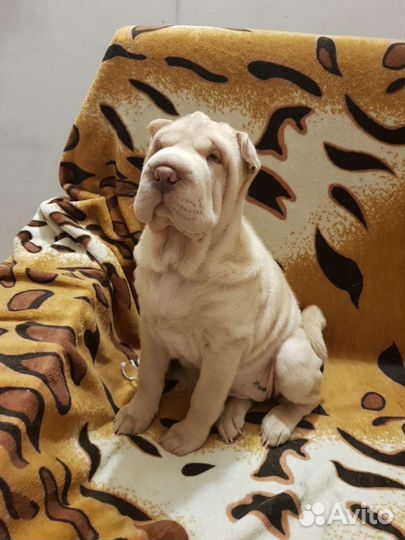 Щенки шарпея