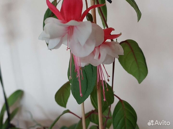 Фуксии сортовые