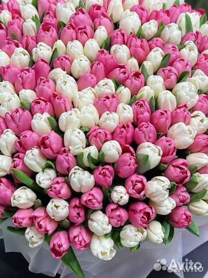 Шикарные тюльпаны