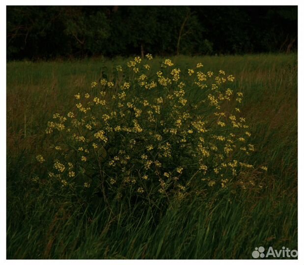 Цифровой фотоаппарат Nikon CoolPix L120 (y2k)