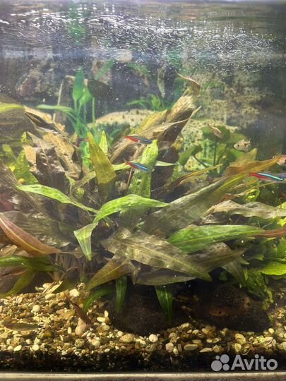 Растения для аквариума + Аквариумы + Улитки