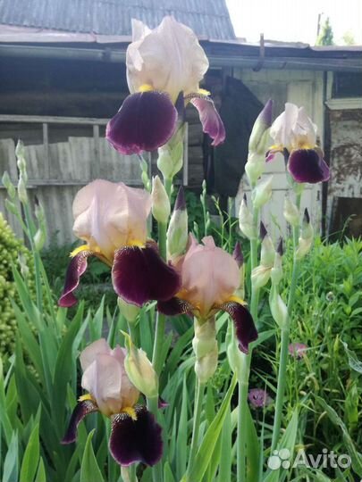 Ирисы фиалки колокольчики флоксы безвременники