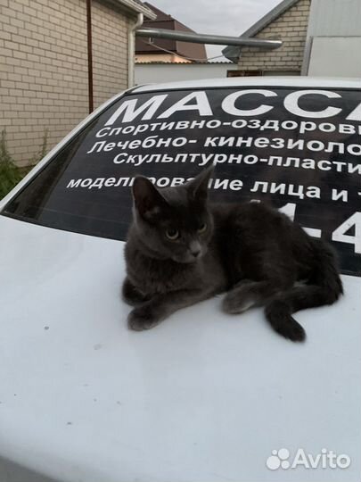 Отдам в добрые руки