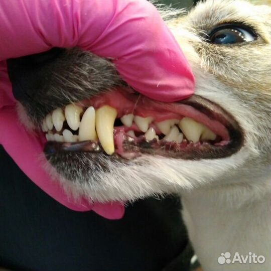 Чистка зубов собакам, кошкам без наркоза