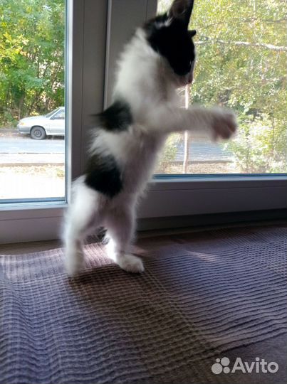 Котата