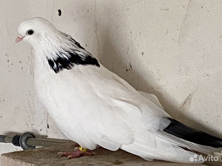 Голуби Чистопольские