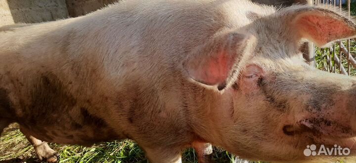 Хряк на племя