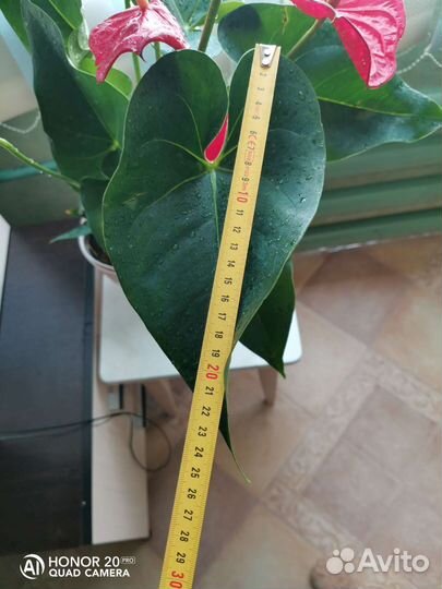 Антуриум Миннесота серия большие американцы