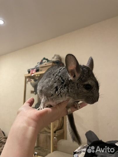 Шиншиллята