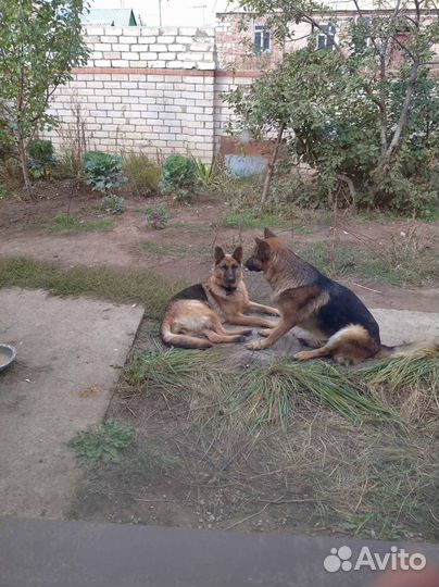 Щенки немецкой овчарки