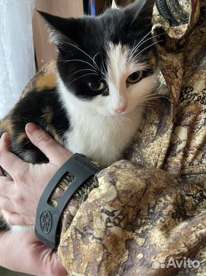 Кошка трехцветная