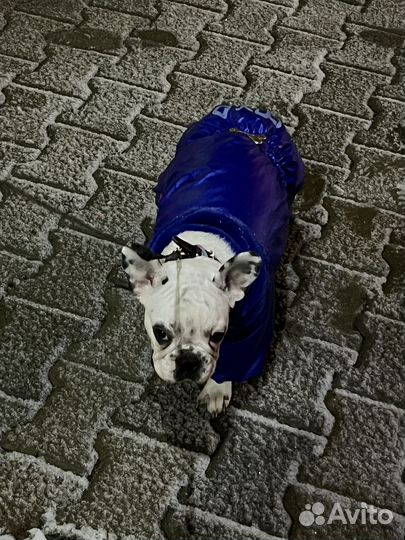 Комбинезон для собаки средних пород