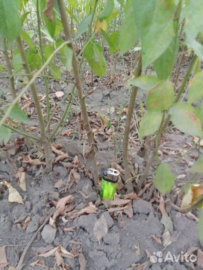 Подвой алыча, айва, шиповник