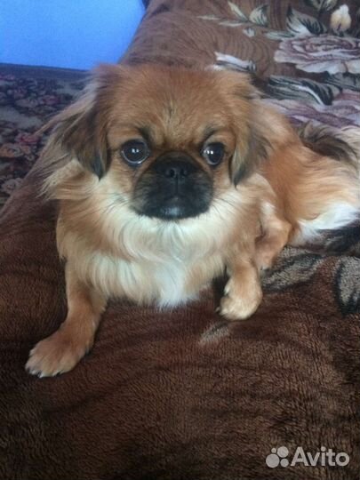 Щенки пекинеса