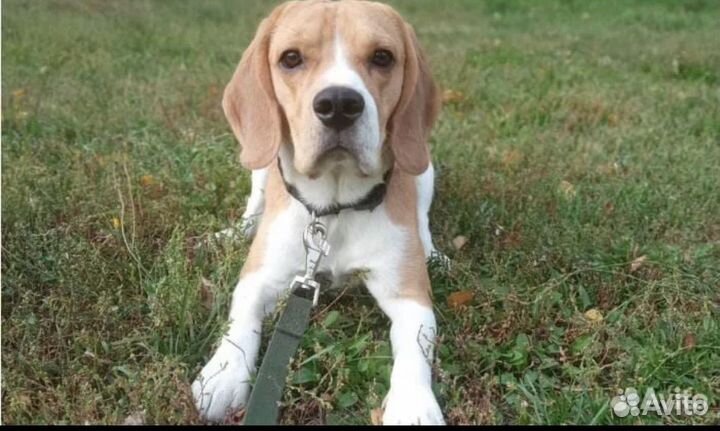 Бесплатно Вязка кобель бигль