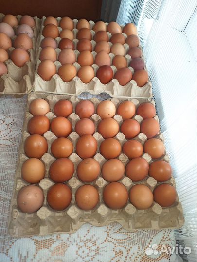Домашние куриные яйца