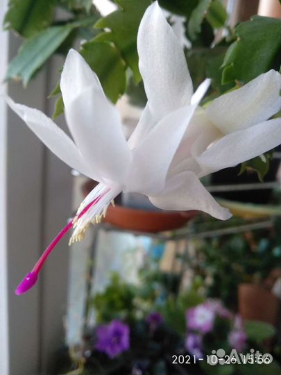 Шлюмбергера,Красула Минор,многолетки