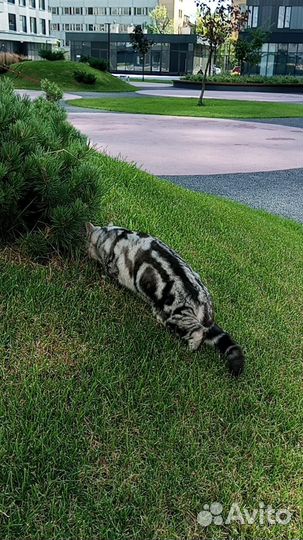 Котенок ищет любящих хозяев