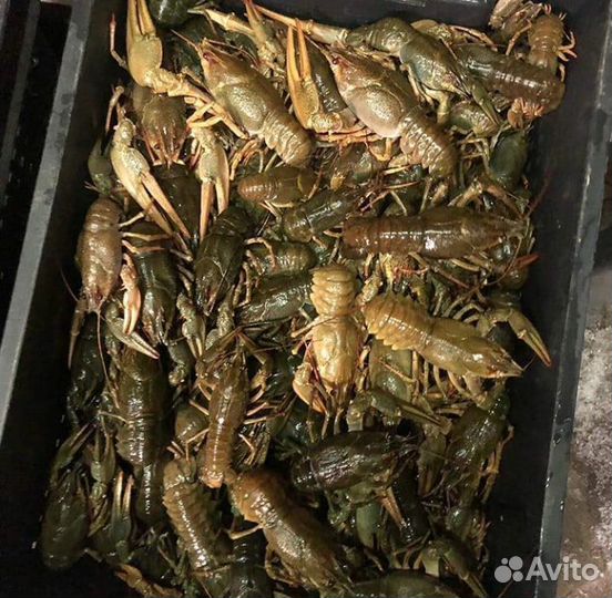 Живые раки от 30- 100гр (микс)