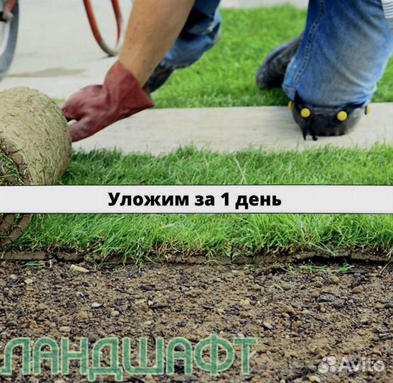 Де люкс рулонный газон от 50м2 мо