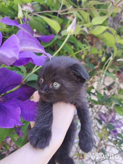 Кошка бесплатно