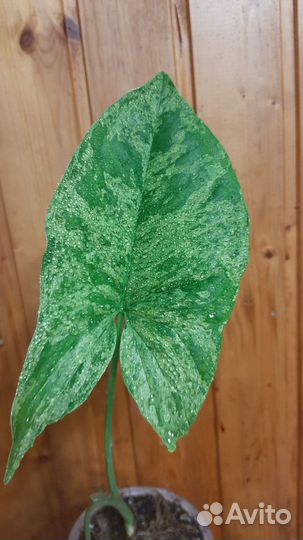 Сингониум Моттлед Арроухед, Панда, Империал Вайт