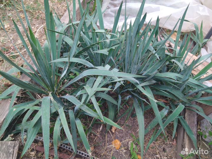 Юкка нитчатая