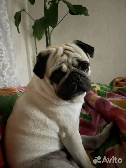 Мопс вязка мальчик