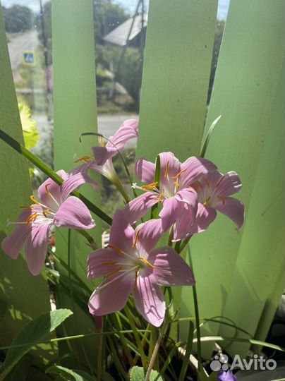 Зефирантекс