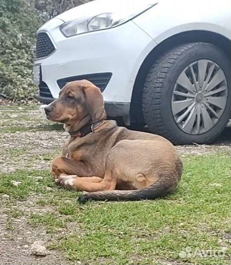 Собака в добрые руки