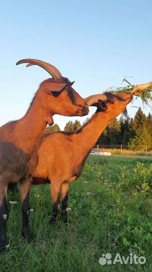 Чешские козы. ликвидация хозяйства