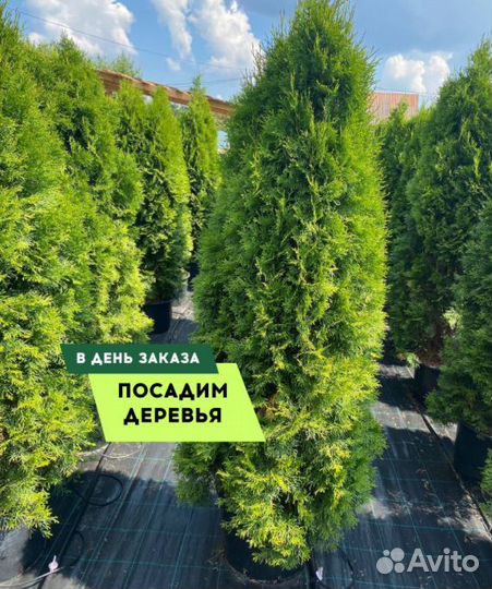 Туя Смарагд,Брабант,Колумна