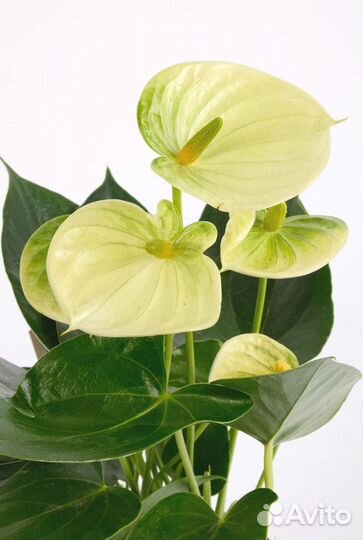 Комнатные цветы растение Антуриум Ванилла жёлтый