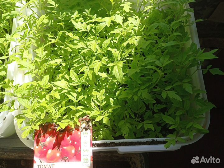 Рассада томатов