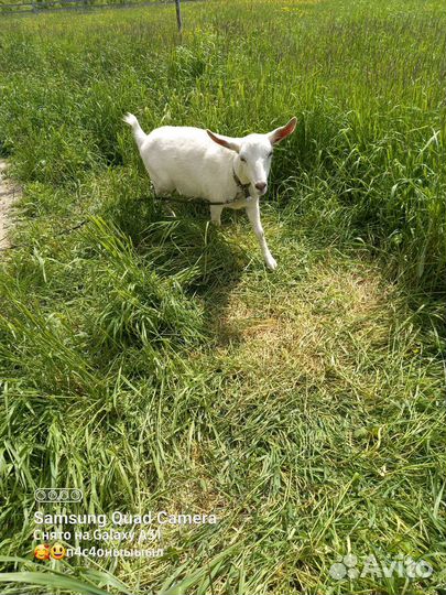 Зааненская дойная коза