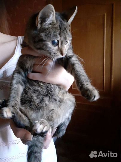 Молодая кошечка