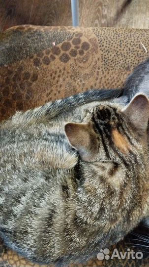 Котята ищут дом, читай в описании